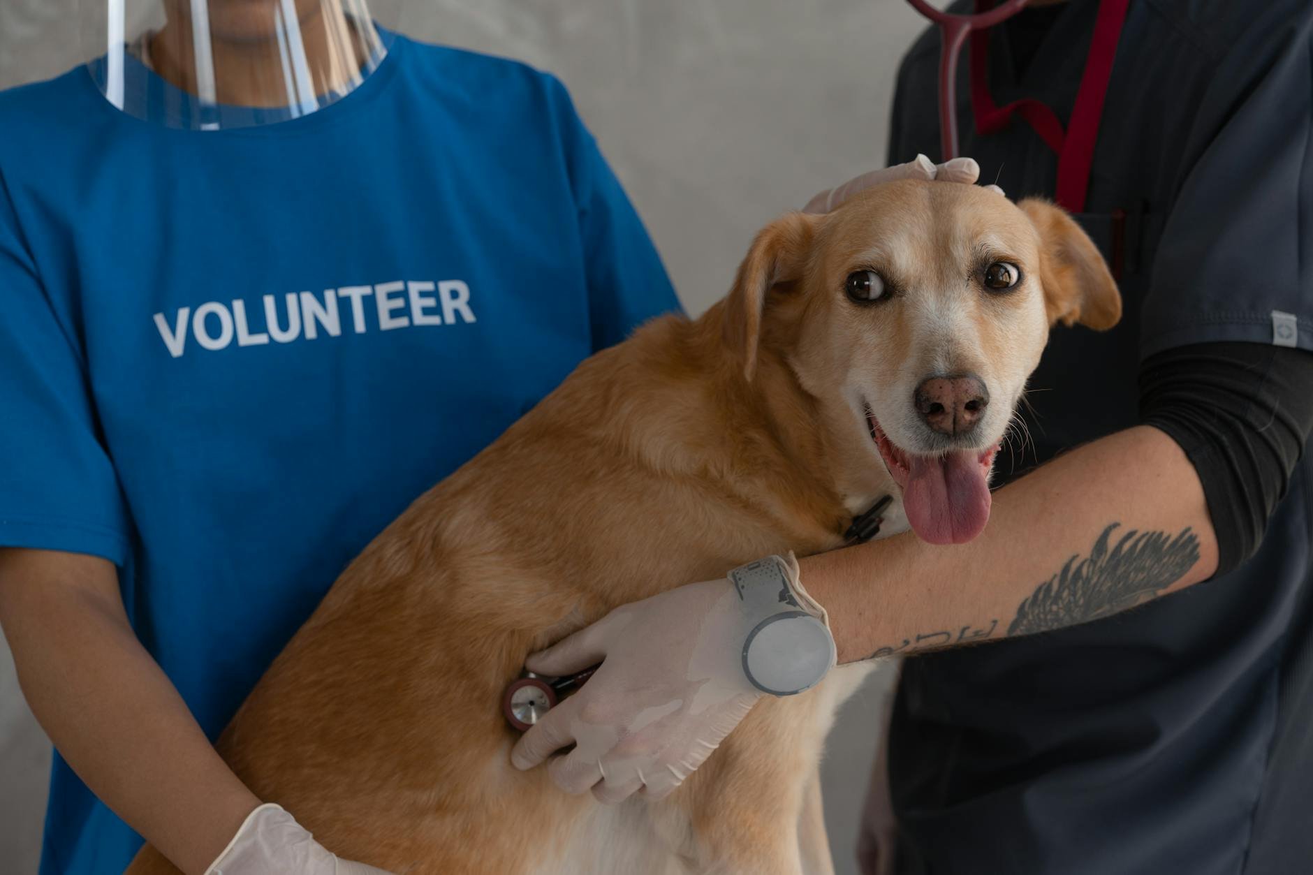 Veterinary care for pets